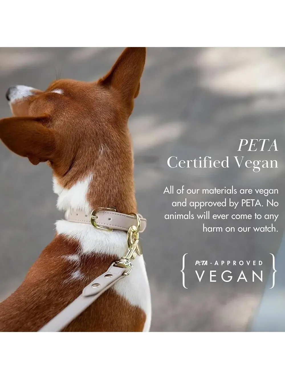 Nina Woof Copenhagen Collar Vegan Leather Size S Dog Pet Accessory New in Box